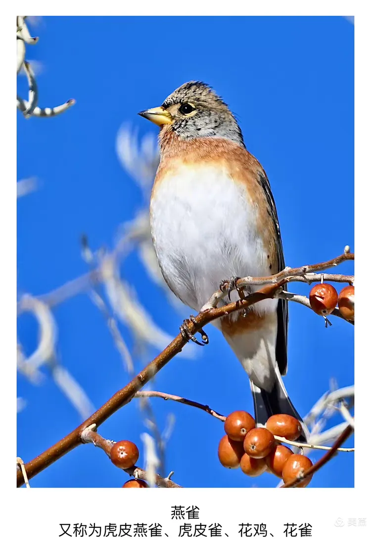 又称为虎皮燕雀,虎皮雀,花鸡,花雀